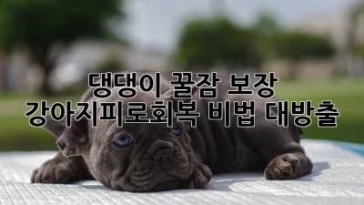 🐶 댕댕이 꿀잠 보장! 강아지피로회복 비법 대방출 😴